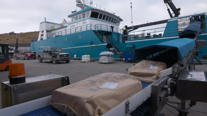 Offloading frozen Pacific cod, Alaska