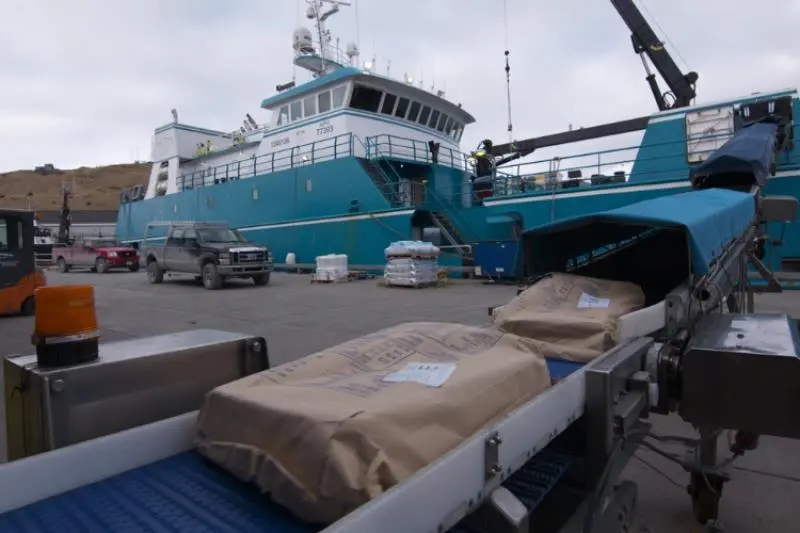 Offloading frozen Pacific cod, Alaska