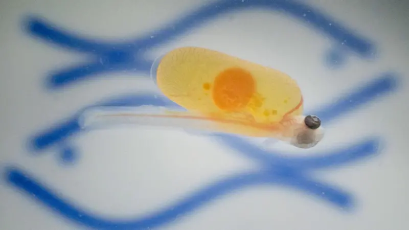 Rainbow trout hatched