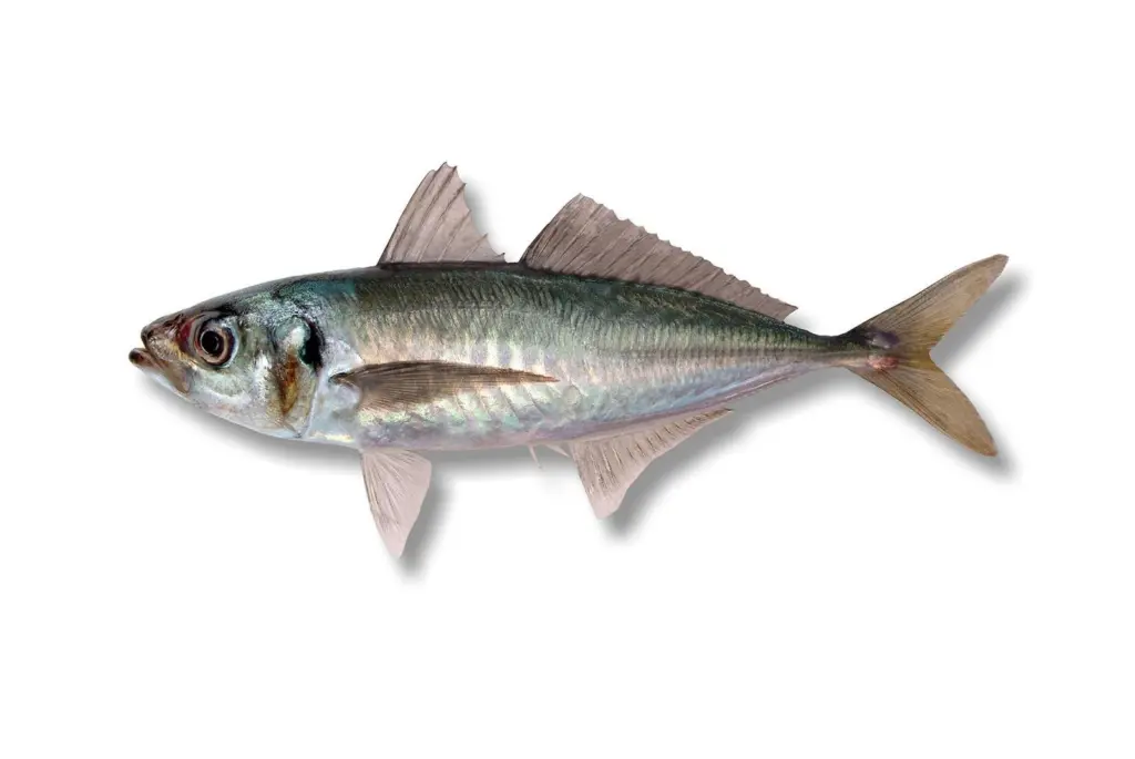 Jack mackerel