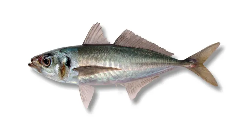 Jack mackerel