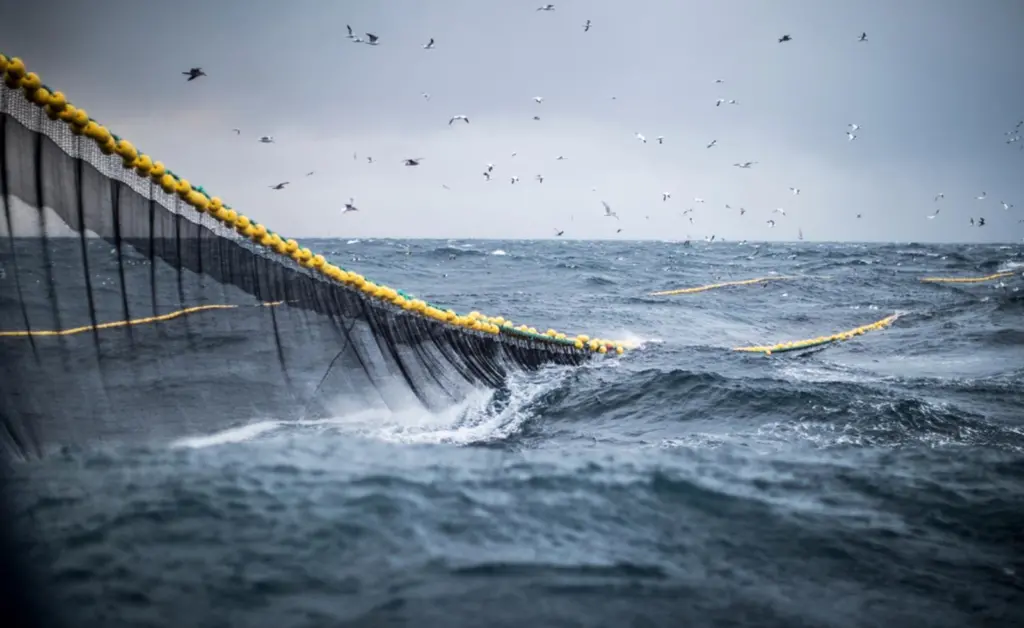 Bottom trawling