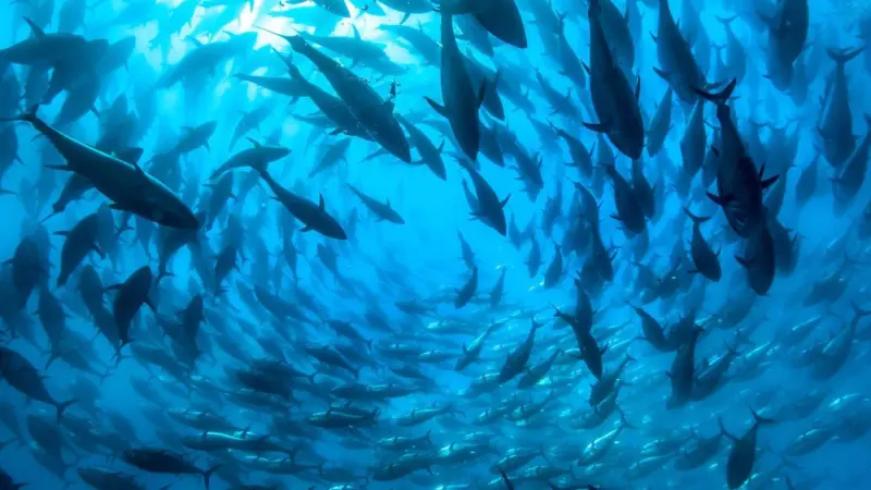 Pacific bluefin tuna