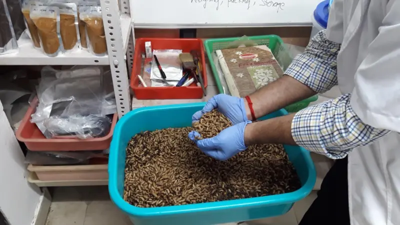 black soldier fly larvae