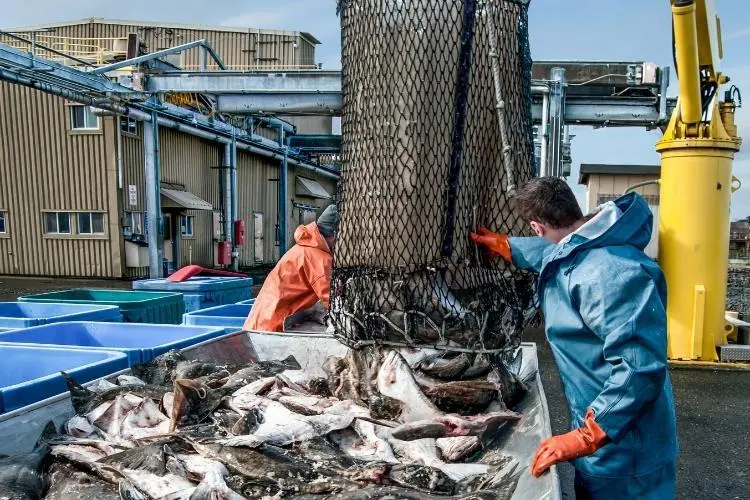 Halibut processing plant, Alaska