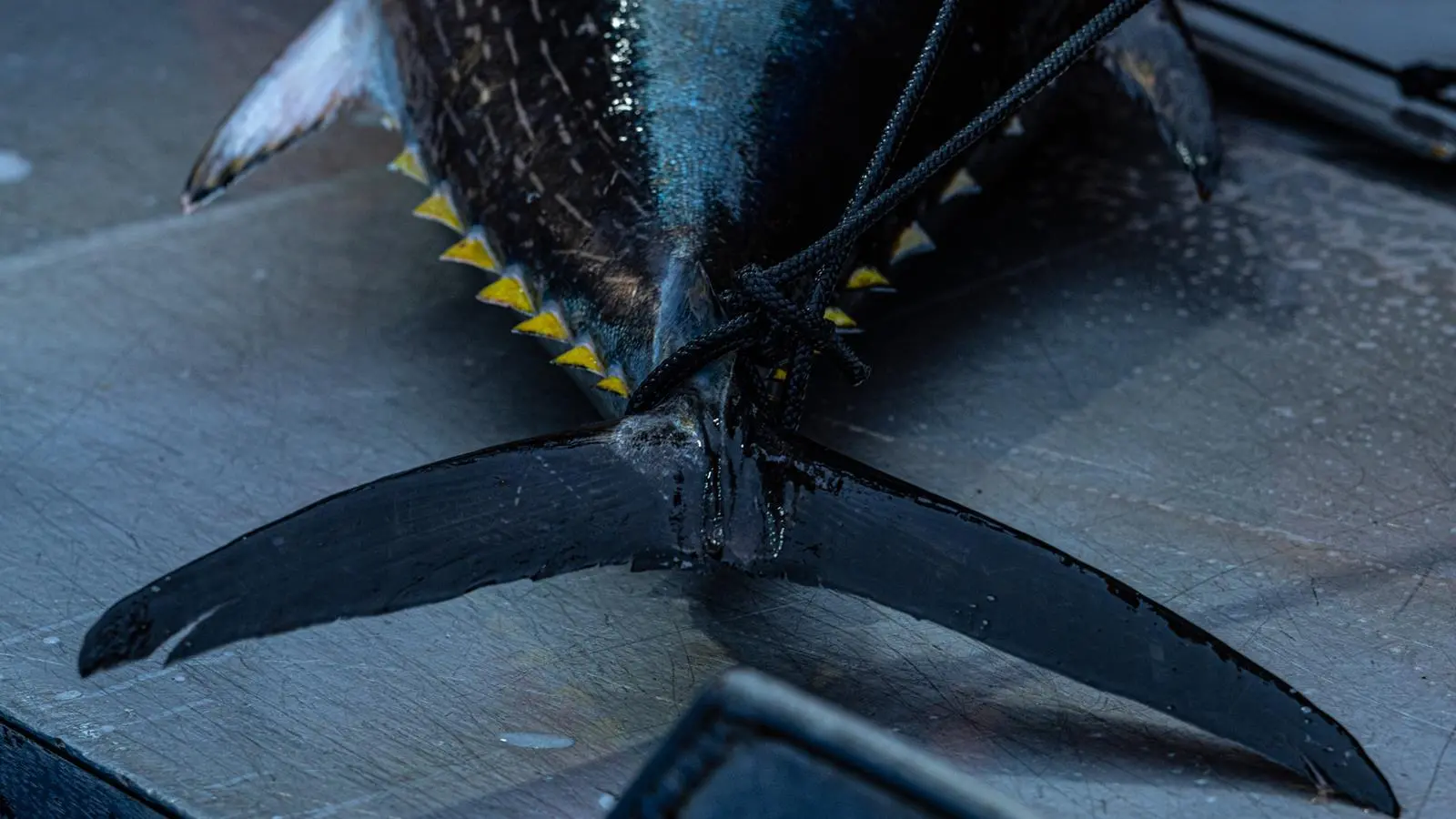 Pacific bluefin tuna