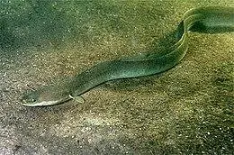 European eel