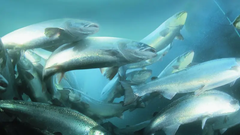 Salmon cage