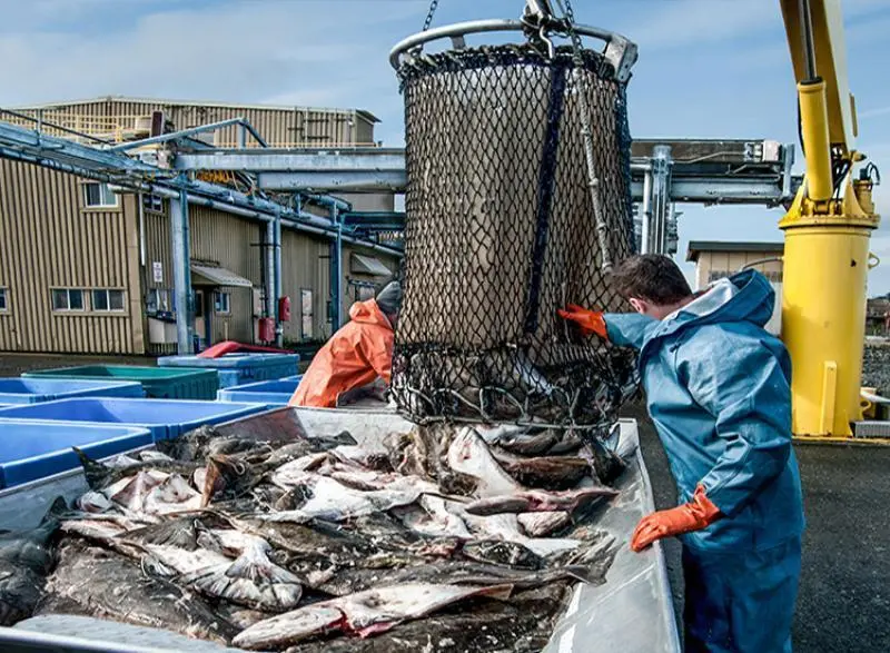 US fish unloading