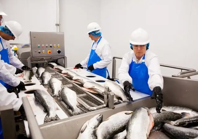 Fish processing