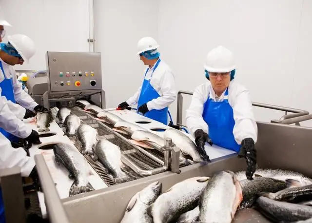 Fish processing