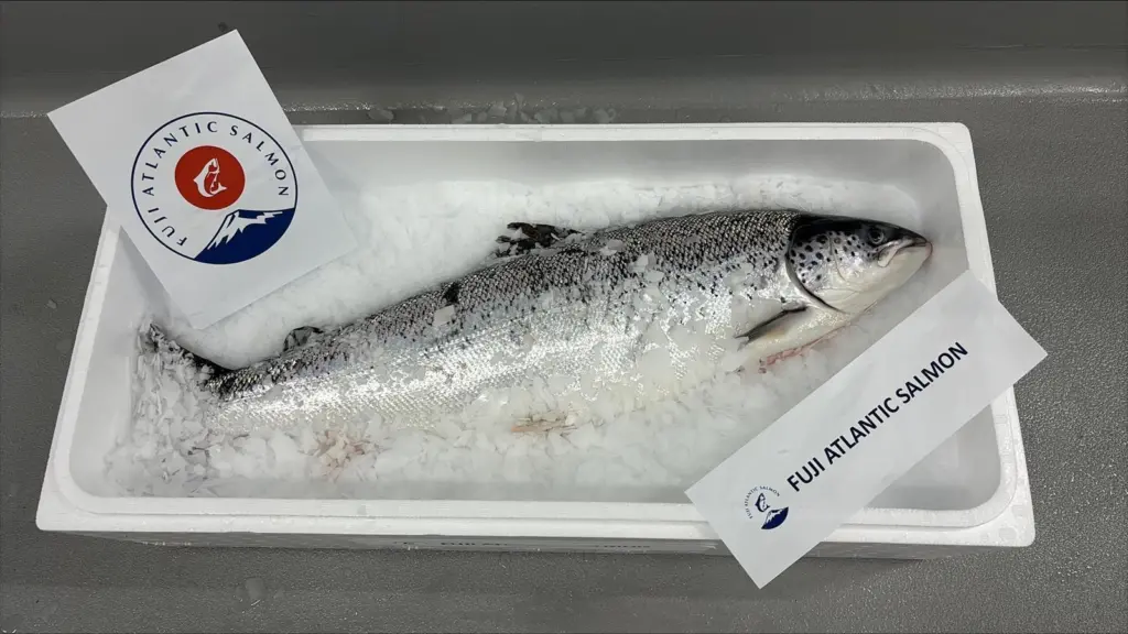 A whole Fuji Atlantic Salmon on ice