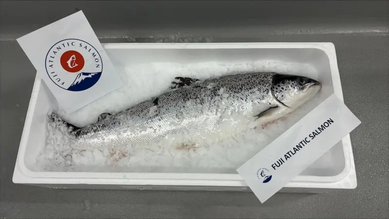 A whole Fuji Atlantic Salmon on ice