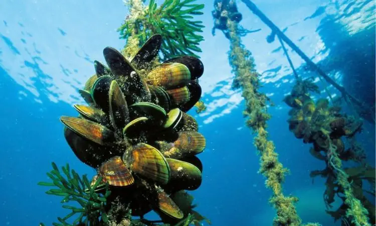 Underwater image of mussels being grown on a rope
