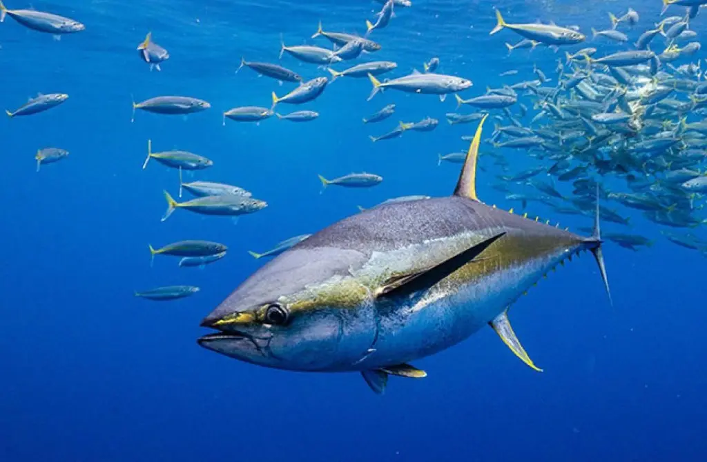 ICCAT yellowfin tuna