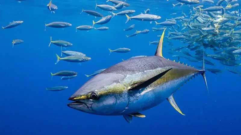 ICCAT yellowfin tuna