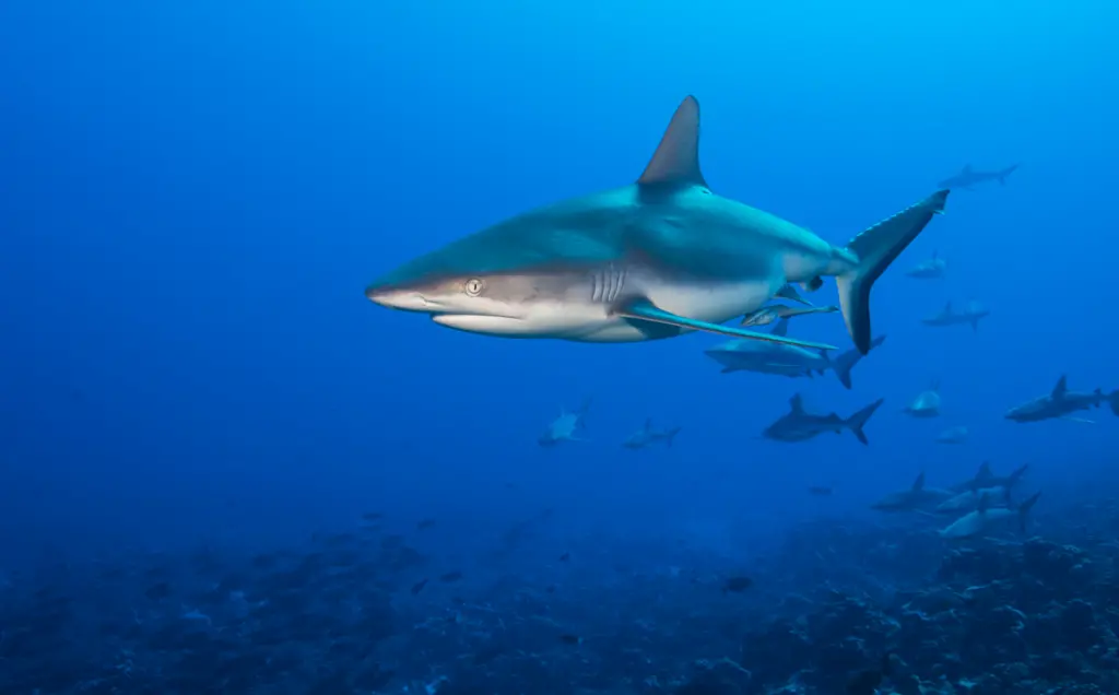 ICCAT shark protection