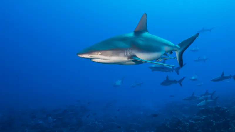 ICCAT shark protection