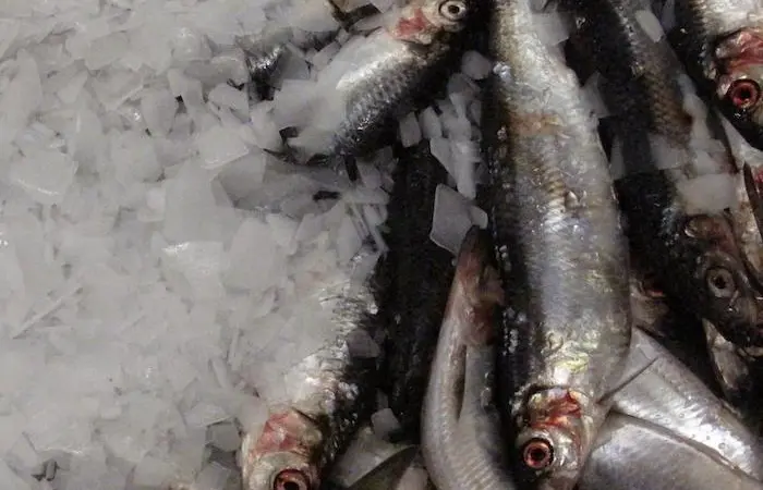 Atlanto-Scandian herring
