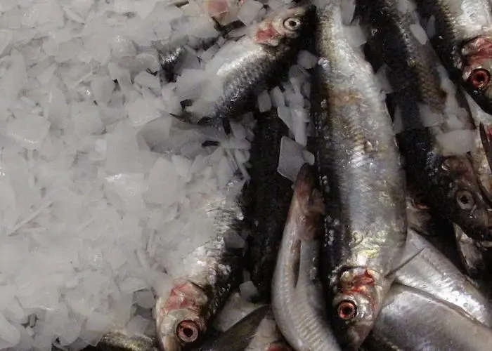 Atlanto-Scandian herring