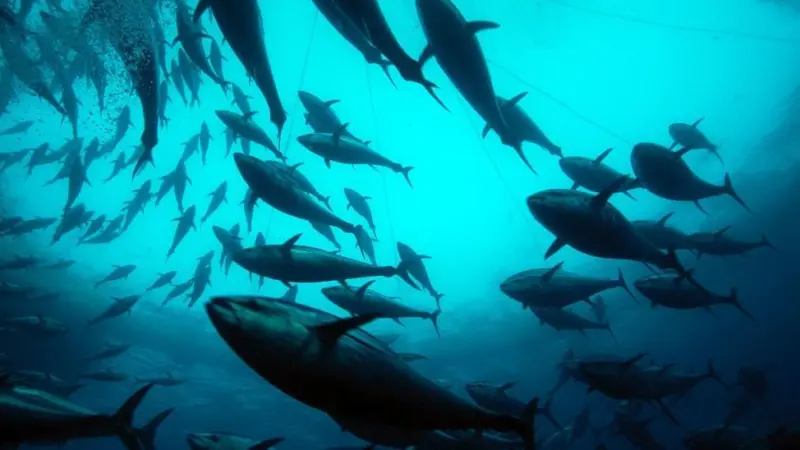 Tuna