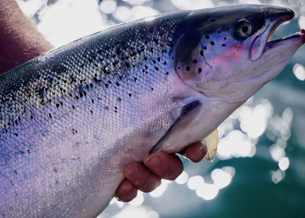 Farmed salmon