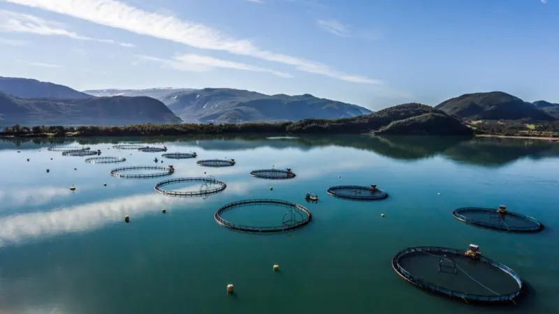Aerial shot of aquaculture pens with low mountains in the background