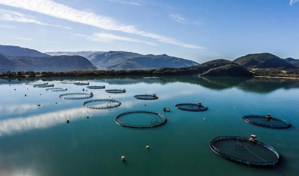 Aerial shot of aquaculture pens with low mountains in the background