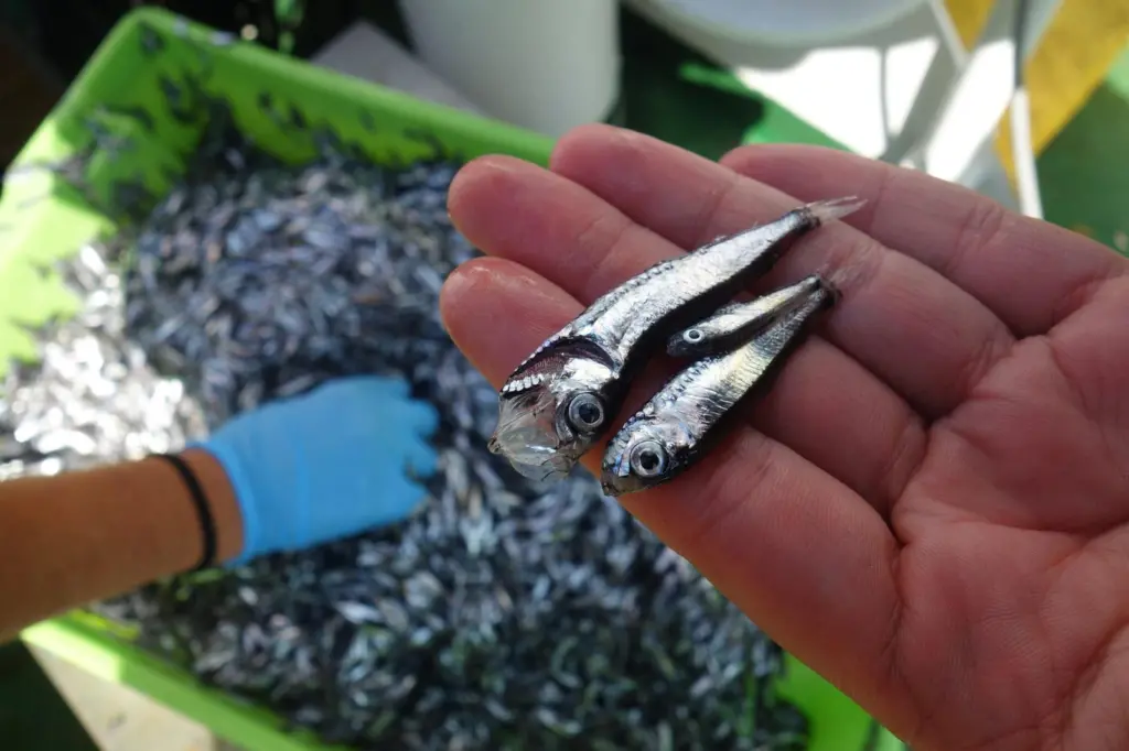 AZTI mesopelagic study