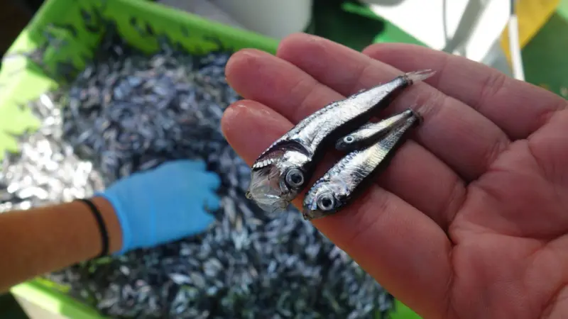 AZTI mesopelagic study
