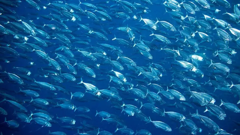 Mackerel
