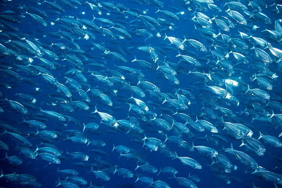 Mackerel