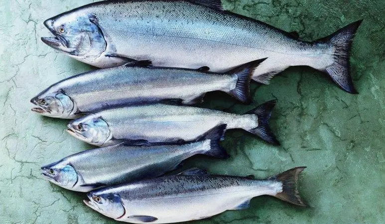 Alaska salmon