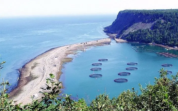 The image shows an overhead shot of Atlantic salmon holding pens in New Brunswick
