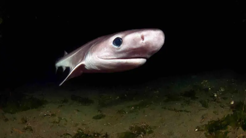 The image shows a Bluntnose Sixgill Shark (Hexanchus griseus) off Puget Sound, USA