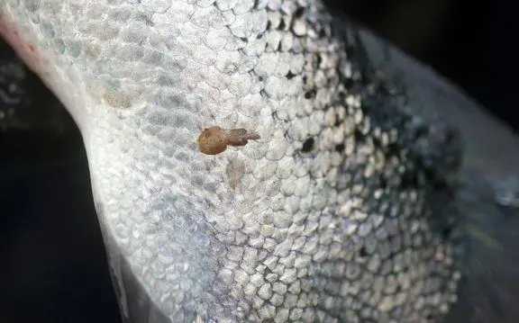 Sea lice