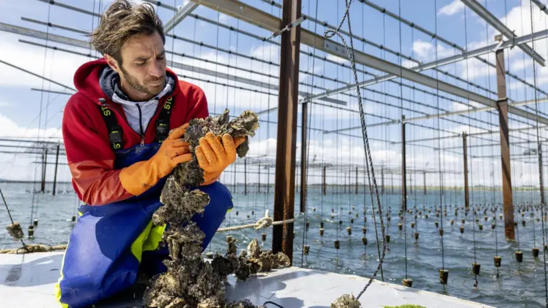Mediterranean aquaculture