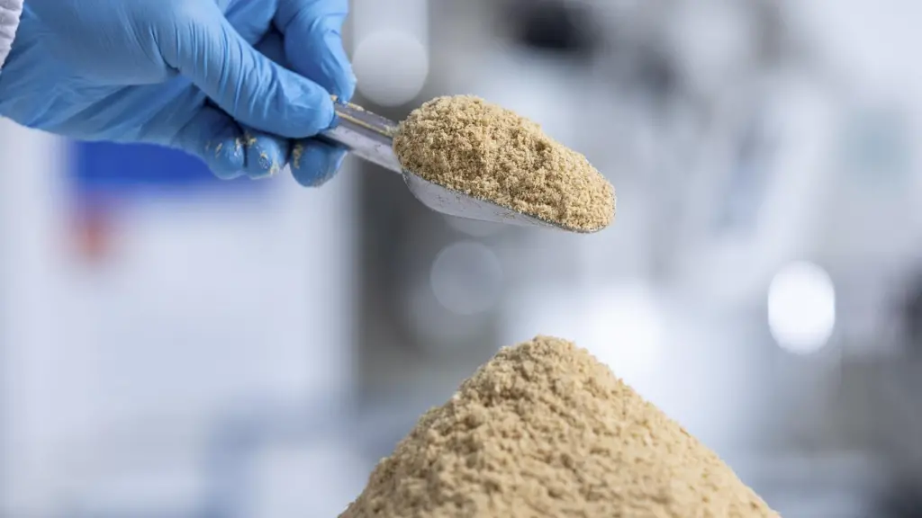 Nofima tests microalgae in feed for salmon