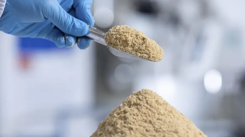 Nofima tests microalgae in feed for salmon