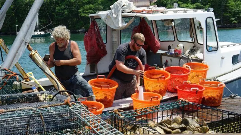 US oyster harvesting