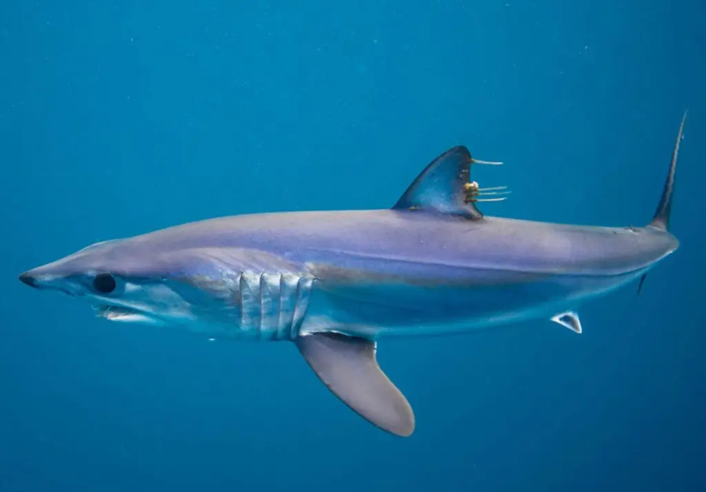 EU shark monitoring