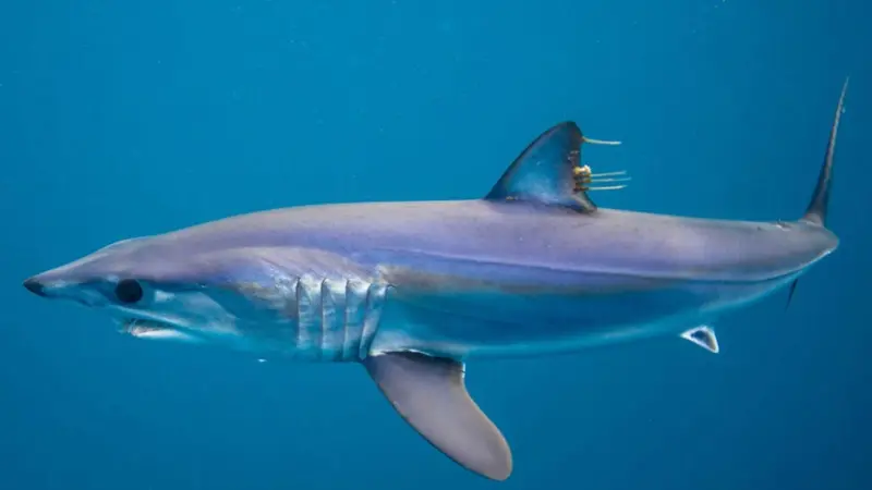 EU shark monitoring