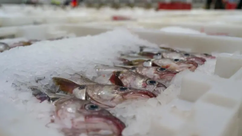 Scottish seafood