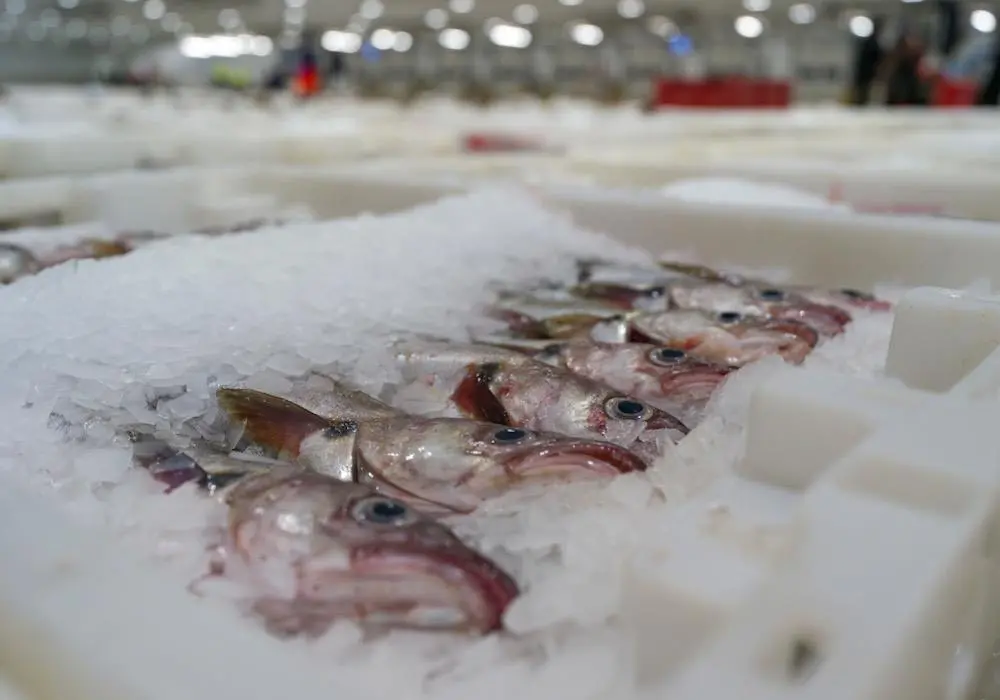 Scottish seafood