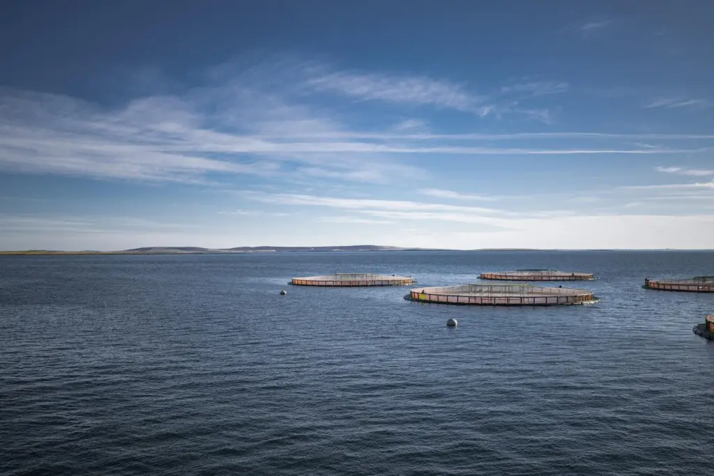 Salmon pens at sea with the shore in the background