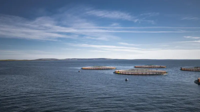 Salmon pens at sea with the shore in the background