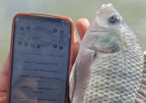 FAI Tilapia Welfare App