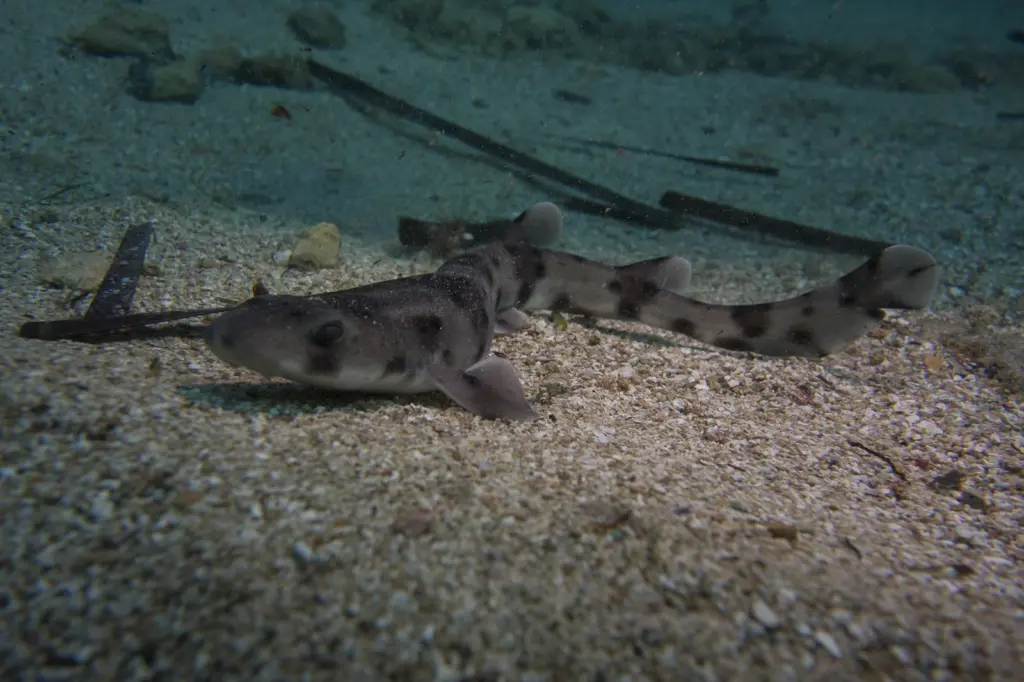 Mediterranean shark study