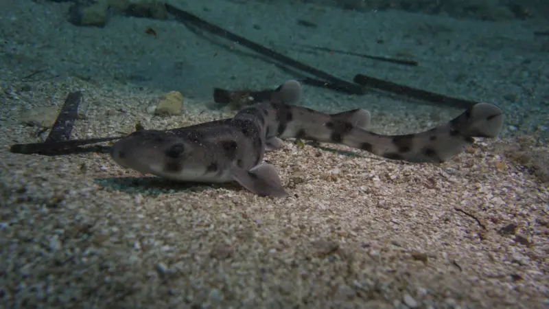 Mediterranean shark study