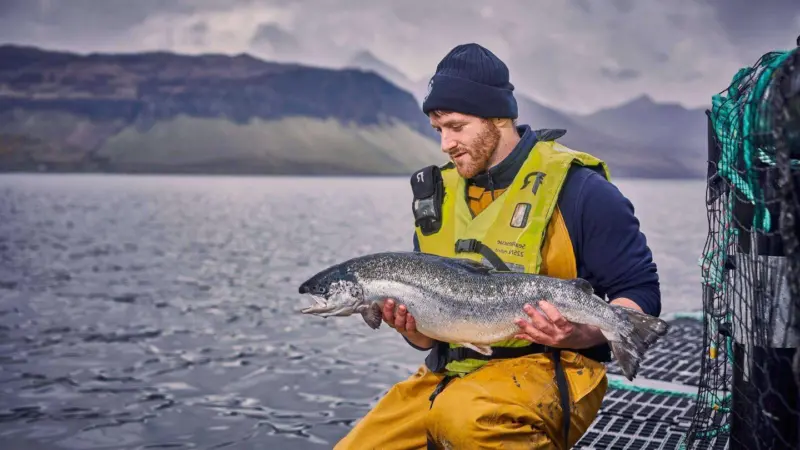 Bakkafrost salmon